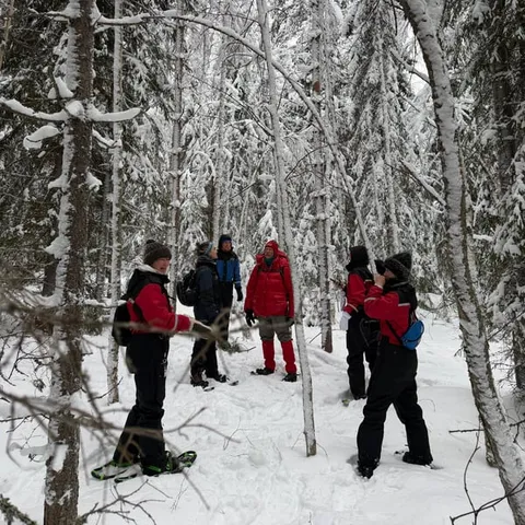 A group on snowshoes among snow-laden birches